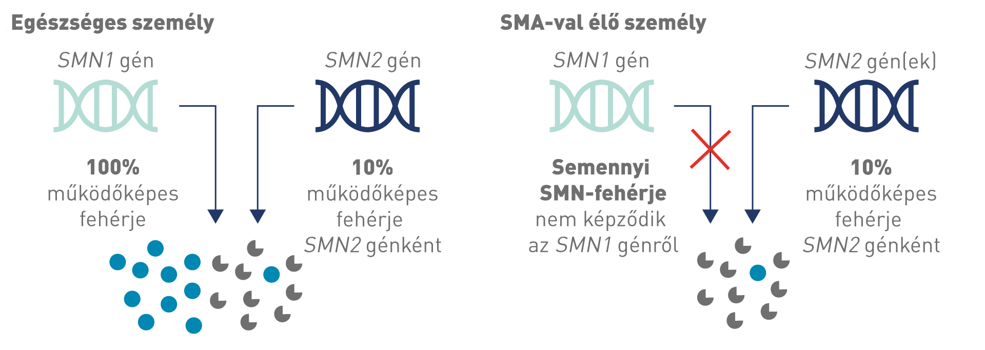 SMA inheritance